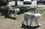 Dog Park Sheepies.jpg