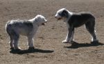 Panda and Bailey 1.jpg