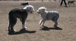 Panda and Bailey 2.jpg
