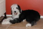 z Bailey 5-31 new.jpg