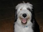 z Bailey closeup.JPG