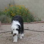 z Bailey wilflower garden.jpg