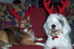 LUCY & MAX- CHRISTMAS 017.jpg