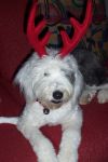 LUCY & MAX- CHRISTMAS 018.jpg