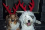 LUCY & MAX-CHRISTMAS  CROPPED.jpg