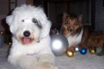 MAX & LUCY ~ CHRISTMAS 2006 022.jpg