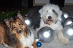 MAX & LUCY ~ CHRISTMAS 2006 033.jpg