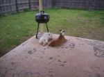 Boomer n Penny hanging outside 001.jpg