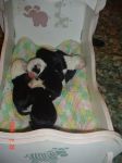 Miracle Babies in cradle 001.jpg