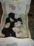 Miracle Babies in cradle 005.jpg