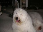 Barney sitting on the living room floor.jpg