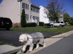 Barney trotting down the street.jpg