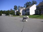 Barney walking down the street.jpg