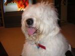 Barney_s tongue.jpg
