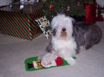 Maggie Christmas pose.jpg