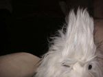 Mohawk Barney.jpg
