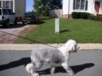 Profile of Barney walking.jpg