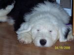 Tired little Abby.jpg
