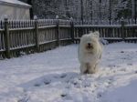 backyard run snow.jpg