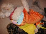 barney lying in costume.jpg