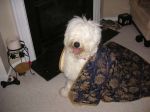barney under blanket.jpg