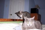 cats on bed~0.jpg