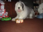 Mojo Christmas 05 002.jpg