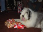 Mojo Christmas 05 004.jpg