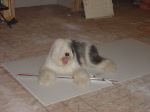 Room addition Mojo - drywall 005.jpg