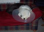 03-29-06 The Old English Patient.jpg