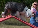 09-10-06 Agility School 5a A-frame.jpg
