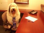 2012-06-22 Harry at work.jpg