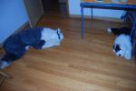 2013-06-08 003.JPG