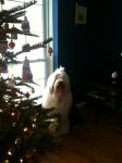 Harry at the Christmas tree.jpg