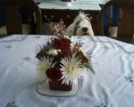 Harry with Christmas flowers.jpg