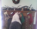 stockings.jpg