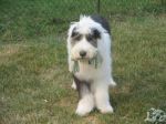 Hendrix and his crazy hair.jpg