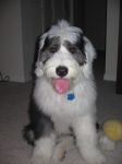 Hendrix ready to give a sloppy kiss.jpg