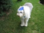 cubs fan 004.jpg