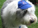 cubs fan 006.jpg