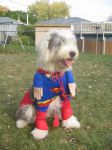 superdog hendrix.jpg