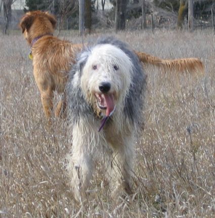 are sheepdogs smart