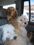 Dogs 004.jpg