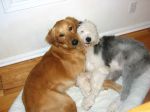 Dogs 035.jpg