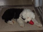 Max (133).JPG