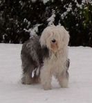 snow7.jpg