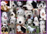 04-Puppies-numbered.jpg