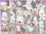 04-Puppies-wNames.jpg