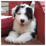 2009 0619 Henry.jpg
