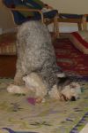 DSC02556.JPG